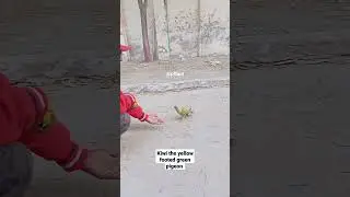 yellow footed green pigeon #pigeon #pffact #viral #cute #shorts