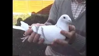 Video 38: Ron McCarthy of Wales: Show Pigeons