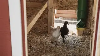 Feeding Chickens -from Chick Starter to Egg Layers