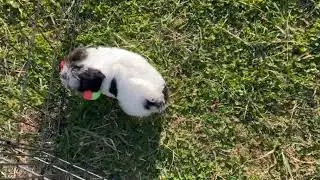 Havanese Puppy Having Fun   SD 480p