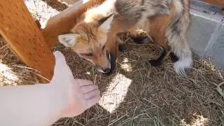 Fun Fluffy Foxes
