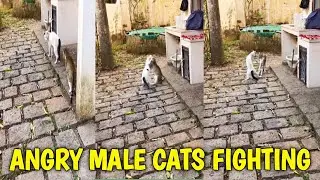 Angry Male Cats Fighting For Survival|04