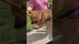 chipie en plein entra&icirc;nement. #bergerallemand #chipie #entra&icirc;nement