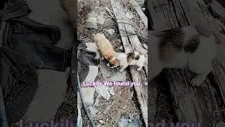 Subscribe for the cute pups! This is not AI.