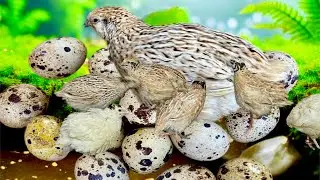 Wow,Egg,png Kruo ch #insects  #usa  #share  #butterfly  #satisfying  #nature  #butterfly 