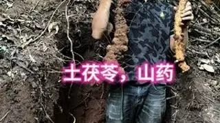 #山药#挖山药#土茯苓#挖土茯苓终于等到这两者在一起了