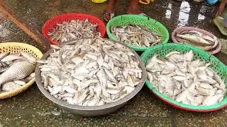 Most busy Wet Market at Fish Distribution Depot | Routine Daily Activities for Lives | Country Life