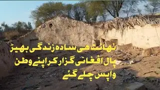 Nahait hi saada Zindagi Afghani sheep pal logon ki 