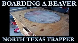 Beaver trapping: How to Board a Beaver