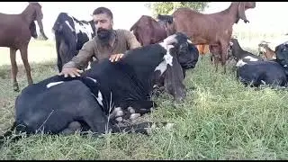 what a iconic male in fsd....owner junaid bhati.....Masha Allah