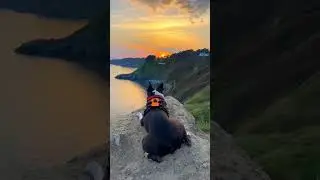 My dog is obsessed with watching sunset