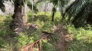 Palm Plantation Land for Sale &ndash; Over 6 Rai in Ko Kwang