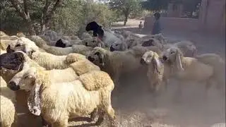 &ldquo;Naari Ka Chatron  Aaj Ki Zabardast Tariya | 7 Dec 2005 | Vlog 169 | Bakra Mandi Jacobabad|