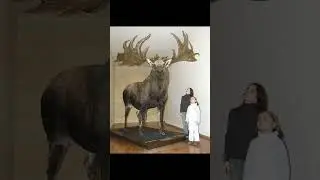 Величественный ирландский лось