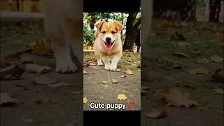 Cute #softpaws  🥰 puppy 🐶 walking on park #cute #puppy #pets #dog #puppydog #puppyvideos