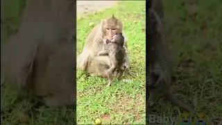 Wei's mother abuses 😭🐒#shortvideo #monkey #cambodia #baby #shorts #sad #family 🐒😭😭