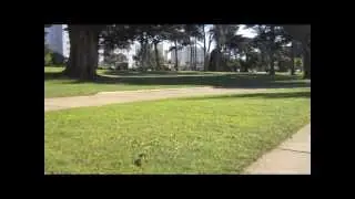Mat Park playing golf @ Harding Park SF