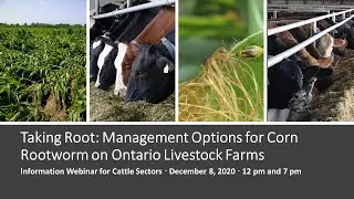 Taking Root: Management Options for Bt-Resistant Corn Rootworm on Ontario Farms