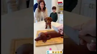 🐶🍰Этот щенок таксы устроил настоящую драму 😱 из-за розыгрыша с разрезанием торта 🤣 #смешно #собака