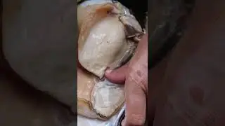 The process of extracting pearls from river clams