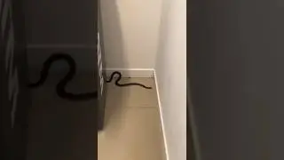 A_shock_surprise_underneath_an_ATM!#snake_#snakecatcher_#australia_#nature_#wow_#awesome_#venomous.