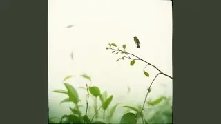 Dancing Light