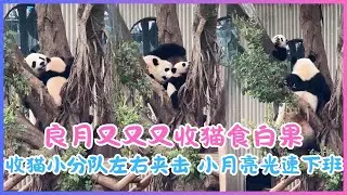 26.02.02💖良月又又又收猫食白果～奶爸收猫小分队左右夹击，押解小月亮光速下班🏗️🐼💖