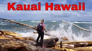 Kauai Hawaii - Hemingway, Roosters and Rental Car Death in The Afternoon