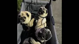 3 Pug dogs for a nightly stroll