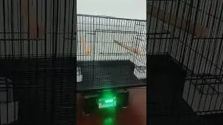 2 FEET HEAVY DUTY CAGE* 2x1.5x1.5 feet *Double side Breeding door