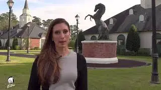 #27 Horse Capital TV Extra - Besilu Collection