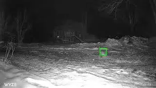 OWL STARES AT GROUND REGULAR SPEED 34Fraw footage of skyfish or rods in the adirondacks