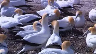 Wildlife Spoof