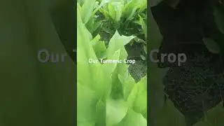#machine #farmerwelfare Turmeric Crop