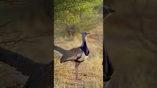 Great Indian Bustard Sound &mdash; Clear Field Recording of Ardeotis nigriceps  #birdsound #wildlife #asmr