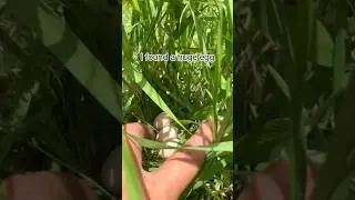 Egg Hunting in Rice Fields #egghunting  #birdhunting #shorts