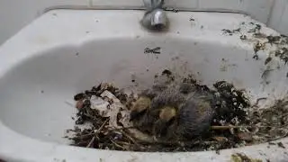beautiful pigeon nest in old house