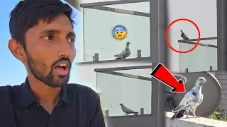 Balcony Me Fas Gaya Ye Kabootar 😰