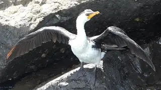 Little Pied Cormorant, Kiama Harbour NSW, Australia