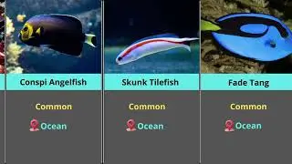 Common Fish Guide | Real-Life Analogs