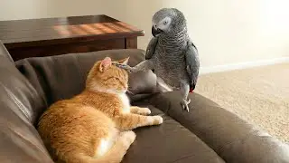 Unexpected and Hilarious Moments of Cats & Wild Animals 😹 | Hilarious Animal Videos 😂