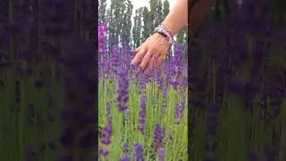 LAVANDA VIDEO IDEA💜 LIKE FOR TUTORIAL🫶🏼 #lavanda #videoideasforyoutube #videoidea videoidea