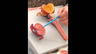 Male Reproductive System Part 2