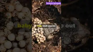 Crazy Frog Facts You Won't Believe!