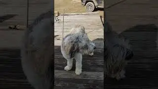 Willow the Saint Berdoodle in some NEW Attire || Can't take her anywhere without a Tinkle