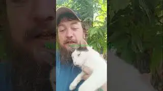 rescue cat steve (update)#cat #brackishwaterfishing #fishing