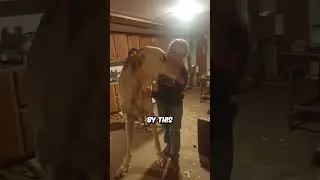 Meet the Giant Dog That Shocks Everyone