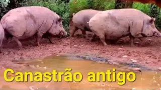 porco canastra criador de porco canastrão rústico, preço @ limpo