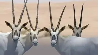 The Arabian Oryx the national animal of the UAE
