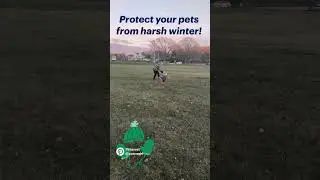 Winter playtime! #dogshorts #youtubeshorts #dogcaretips